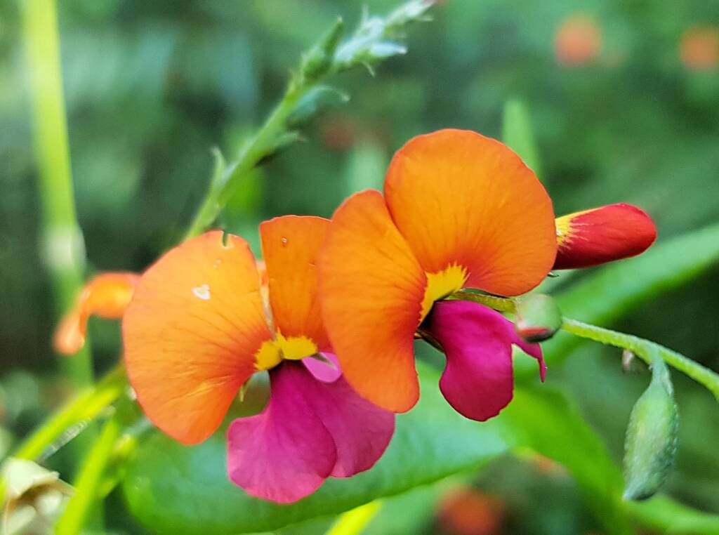 Heart-leaf Flame Pea (Chorizema cordatum), Stony Range Regional Botanic Garden, Dee Why NSW