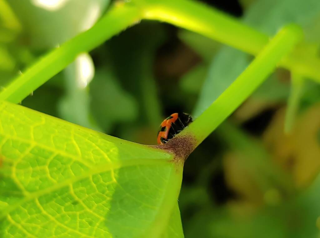 Transverse Ladybird Beetle (Coccinella transversalis), Alice Springs NT