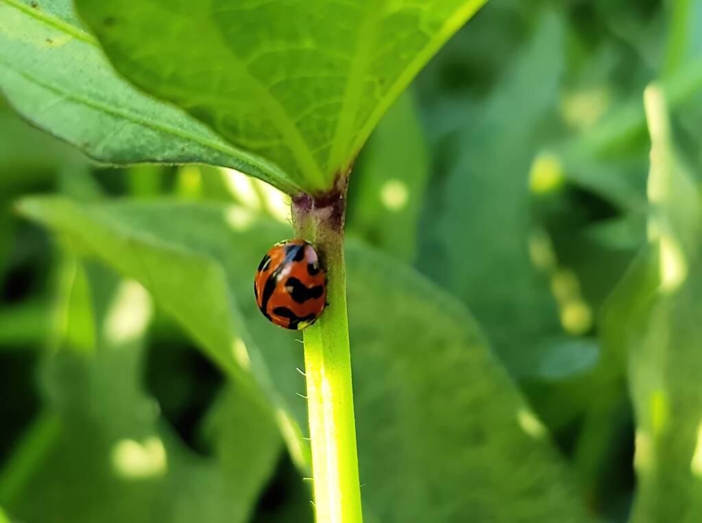 Transverse Ladybird Beetle (Coccinella transversalis), Alice Springs NT