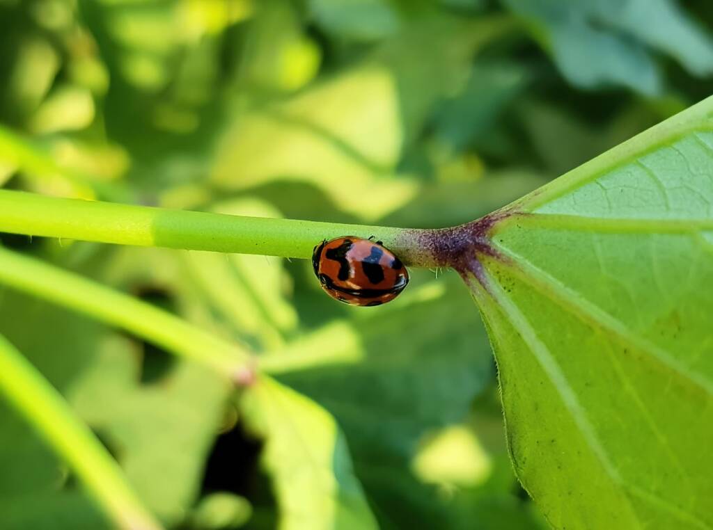 Transverse Ladybird Beetle (Coccinella transversalis), Alice Springs NT