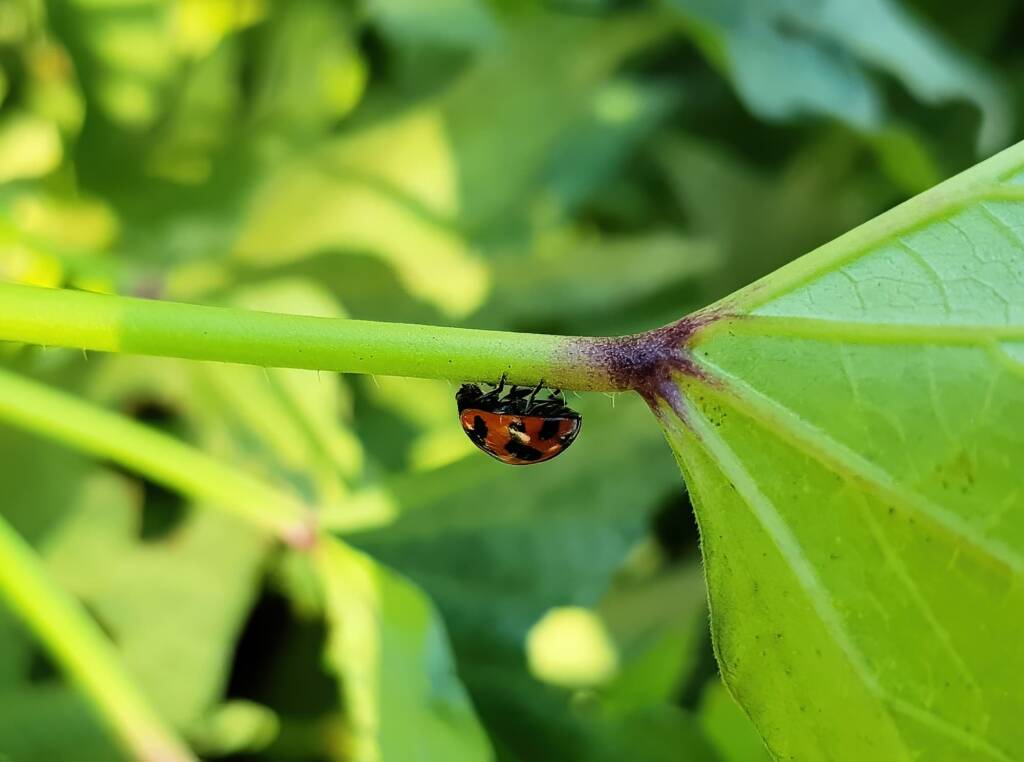 Transverse Ladybird Beetle (Coccinella transversalis), Alice Springs NT