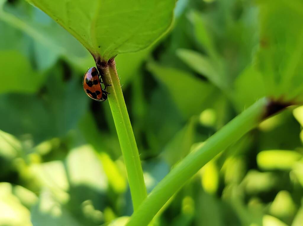 Transverse Ladybird Beetle (Coccinella transversalis), Alice Springs NT