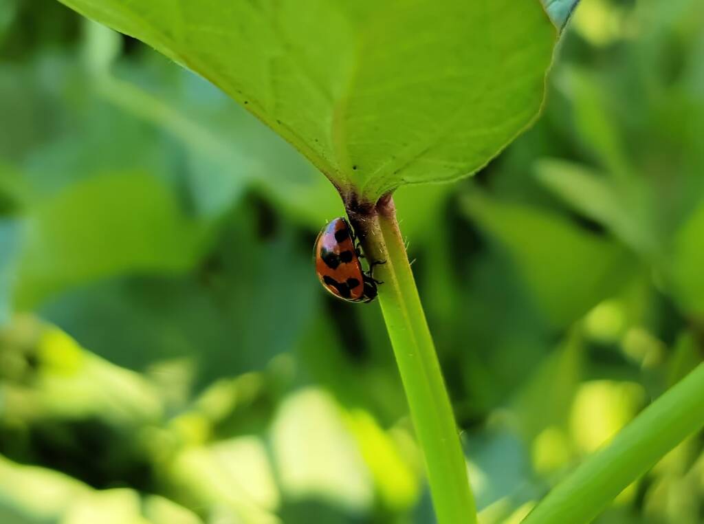 Transverse Ladybird Beetle (Coccinella transversalis), Alice Springs NT