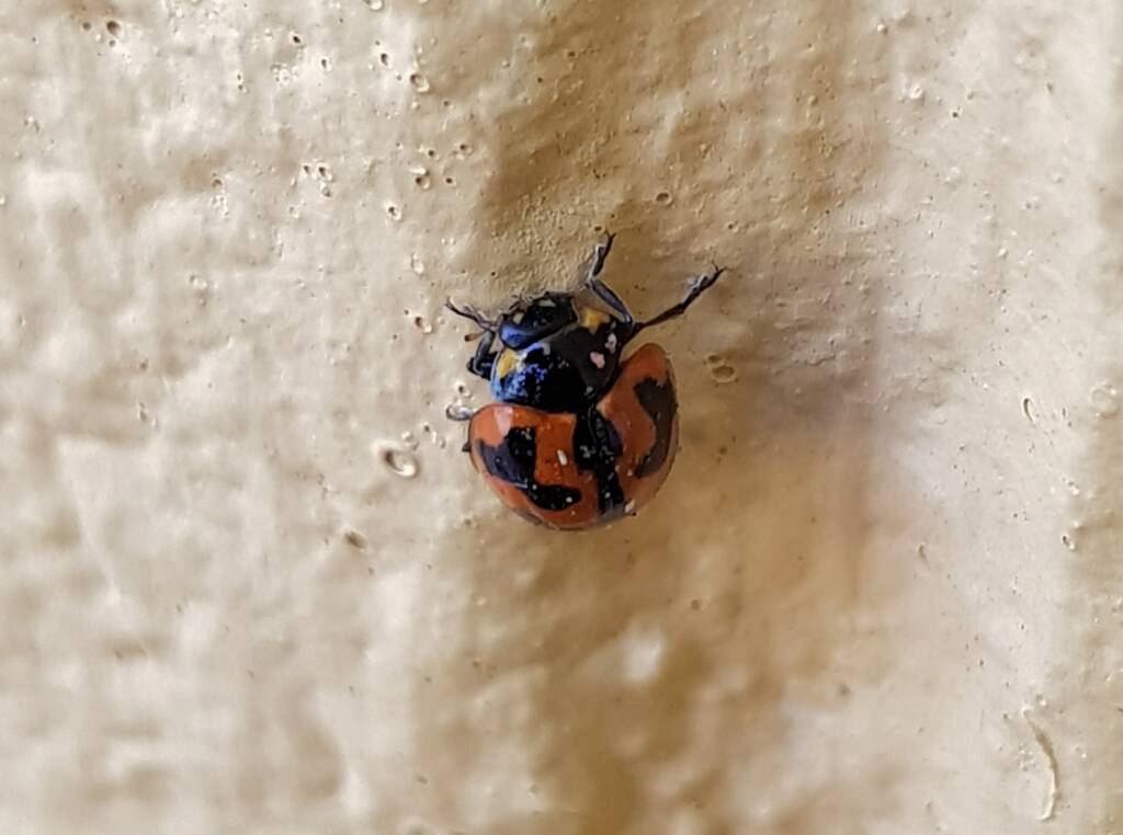 Small Transverse Ladybird Beetle (Coccinella transversalis), Alice Springs NT