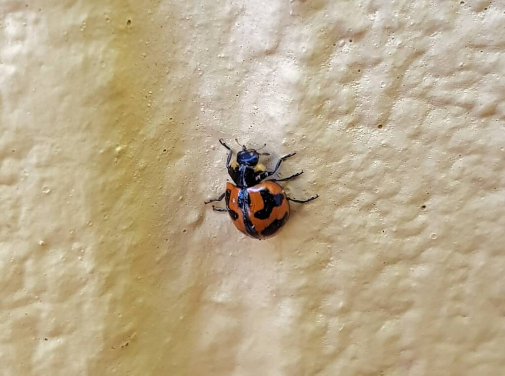 Small Transverse Ladybird Beetle (Coccinella transversalis), Alice Springs NT