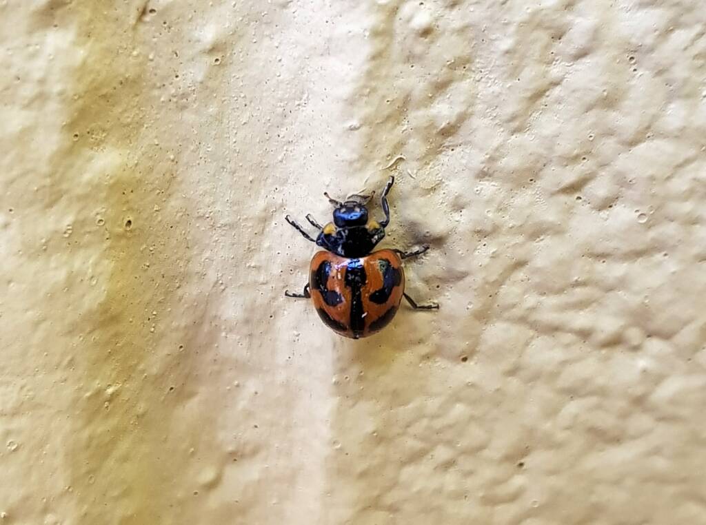 Small Transverse Ladybird Beetle (Coccinella transversalis), Alice Springs NT