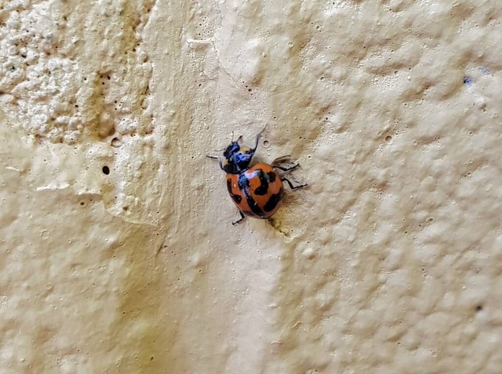 Small Transverse Ladybird Beetle (Coccinella transversalis), Alice Springs NT