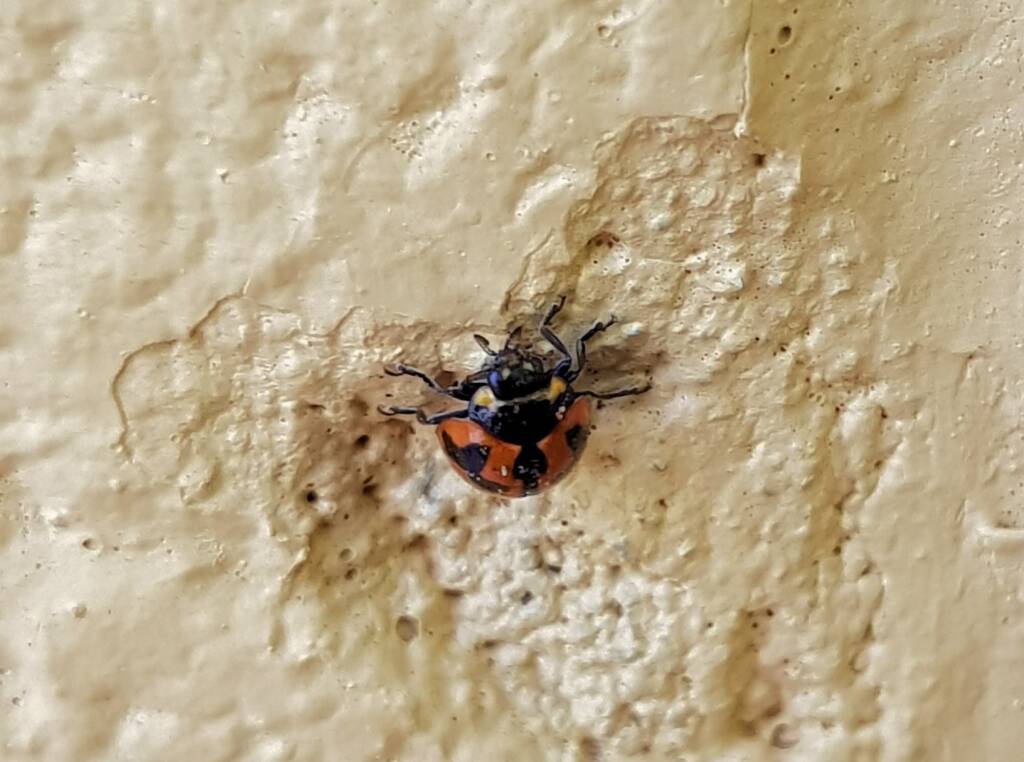 Small Transverse Ladybird Beetle (Coccinella transversalis), Alice Springs NT