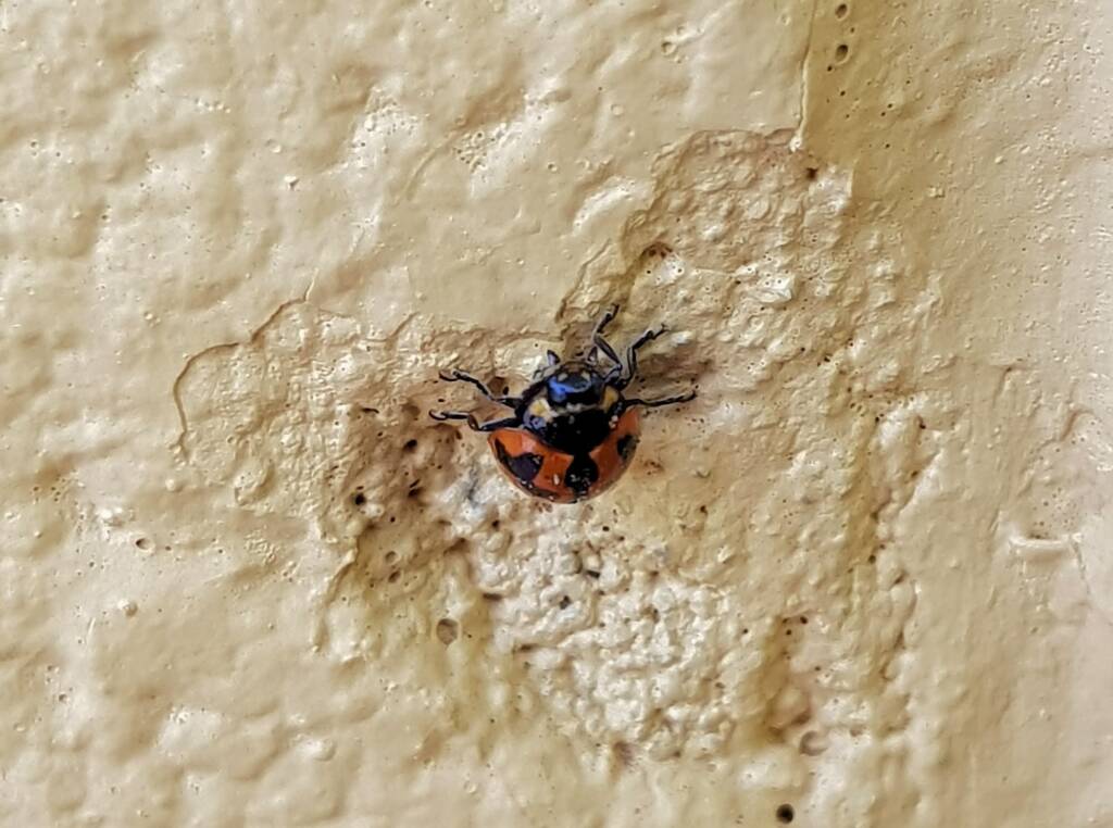 Small Transverse Ladybird Beetle (Coccinella transversalis), Alice Springs NT