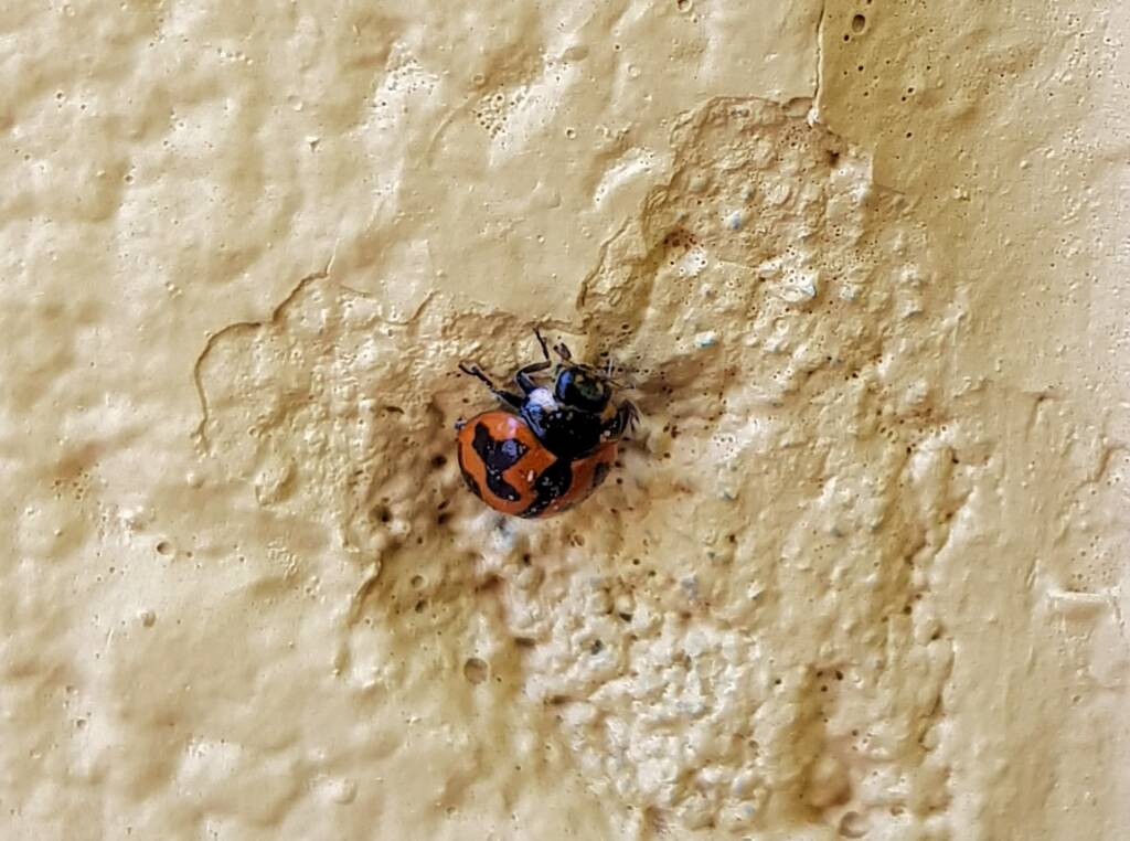 Small Transverse Ladybird Beetle (Coccinella transversalis), Alice Springs NT