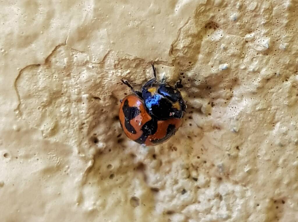 Small Transverse Ladybird Beetle (Coccinella transversalis), Alice Springs NT