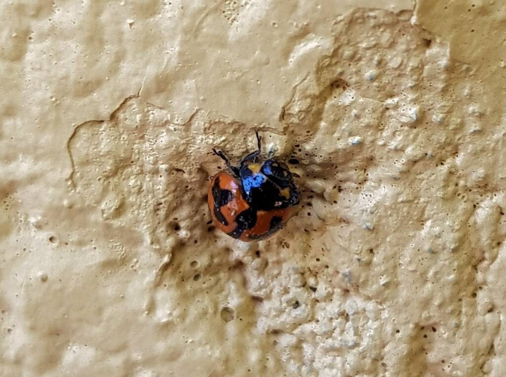 Small Transverse Ladybird Beetle (Coccinella transversalis), Alice Springs NT