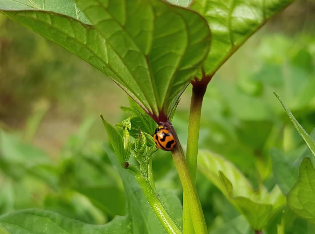 Transverse Ladybird (Coccinella transversalis) on sweet potato leaves), Alice Springs NT