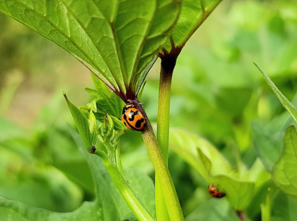 Transverse Ladybird (Coccinella transversalis) on sweet potato leaves), Alice Springs NT