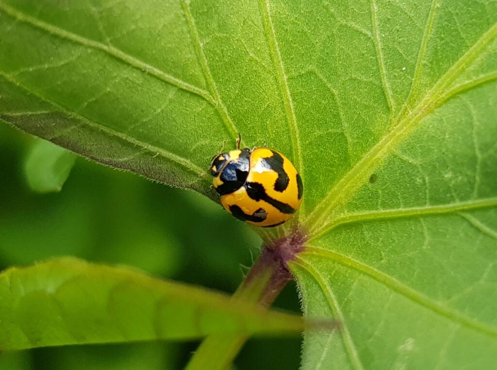 Yellow form of the Transverse Ladybird (Coccinella transversalis) on sweet potato leaves), Alice Springs NT