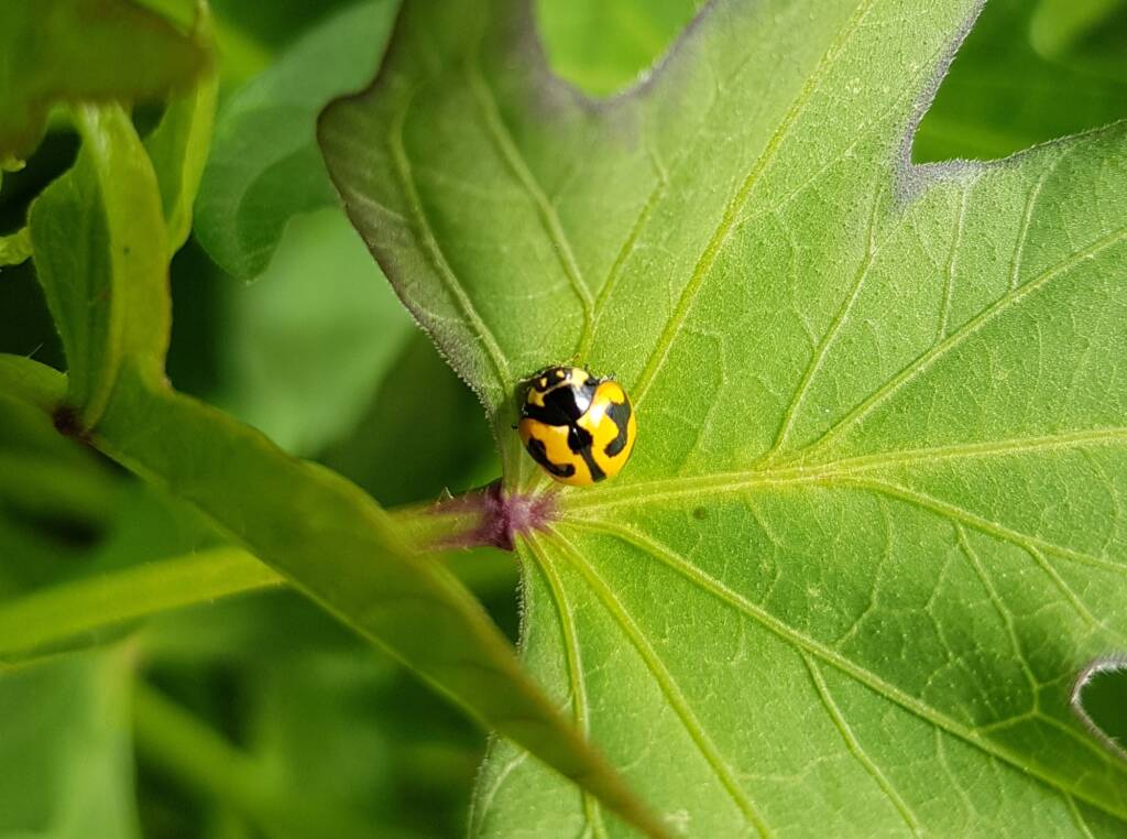 Yellow form of the Transverse Ladybird (Coccinella transversalis) on sweet potato leaves), Alice Springs NT