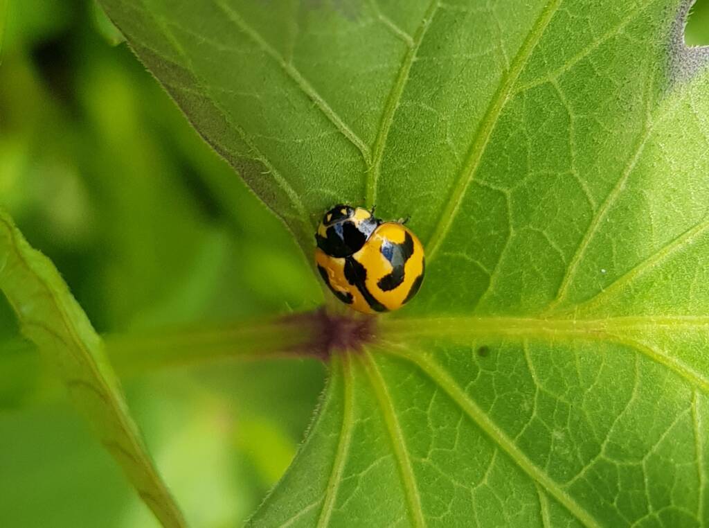 Yellow form of the Transverse Ladybird (Coccinella transversalis) on sweet potato leaves), Alice Springs NT