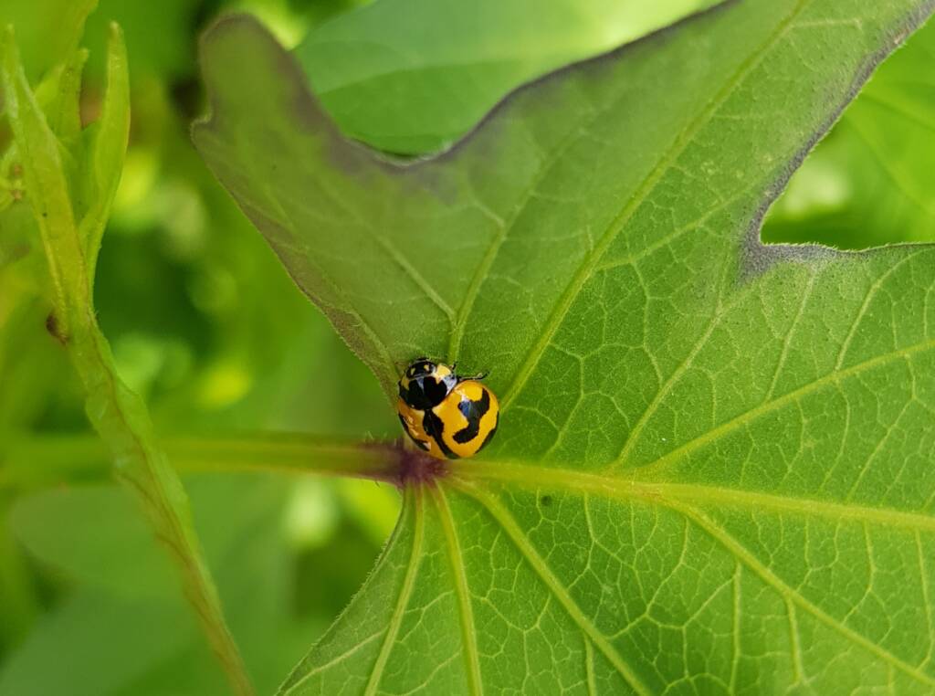Yellow form of the Transverse Ladybird (Coccinella transversalis) on sweet potato leaves), Alice Springs NT
