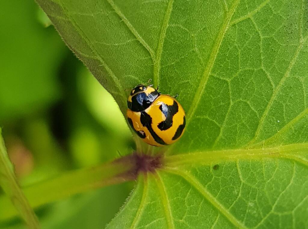 Yellow form of the Transverse Ladybird (Coccinella transversalis) on sweet potato leaves), Alice Springs NT