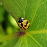 Yellow form of the Transverse Ladybird (Coccinella transversalis) on sweet potato leaves), Alice Springs NT