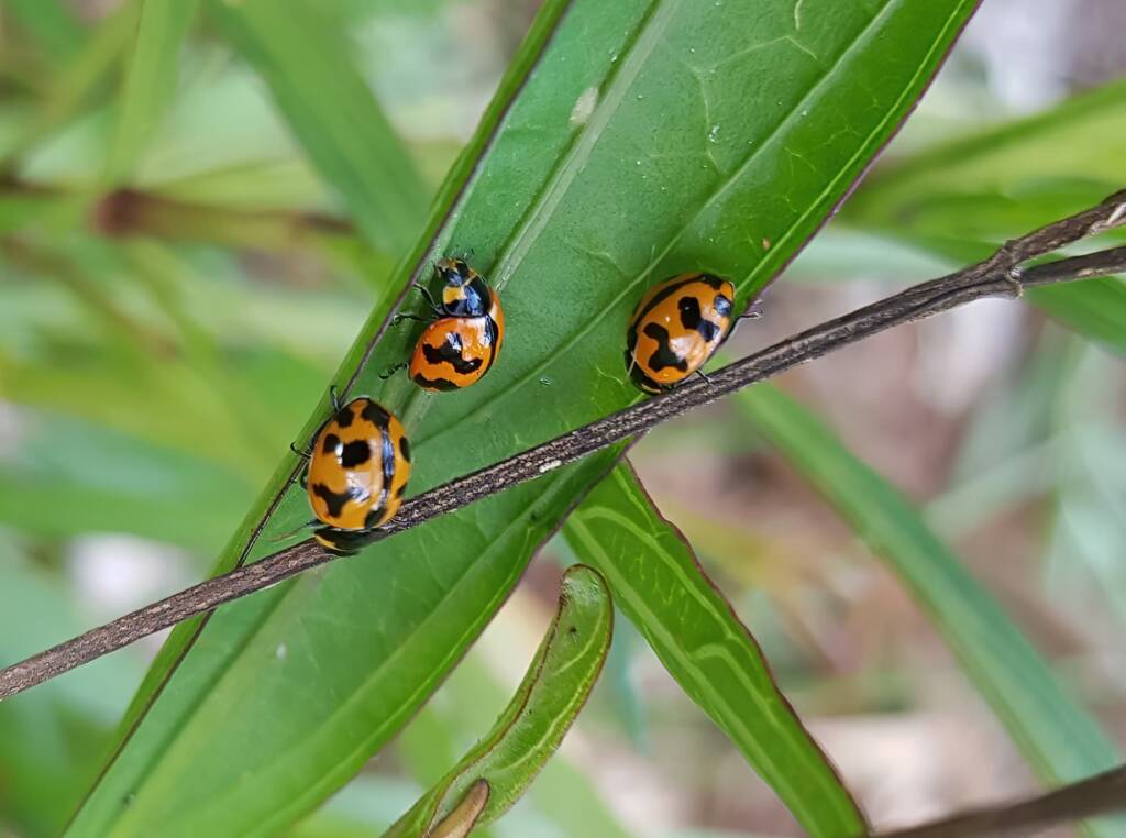 Transverse Ladybirds (Coccinella transversalis), Alice Springs NT
