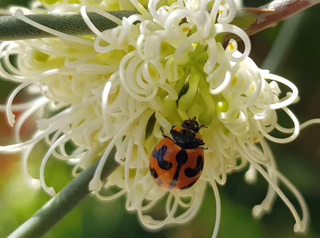 Transverse Ladybird (Coccinella transversalis) on a Needlewood (Hakea leucoptera), Alice Springs NT
