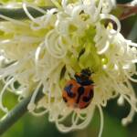 Transverse Ladybird (Coccinella transversalis) on a Needlewood (Hakea leucoptera), Alice Springs NT
