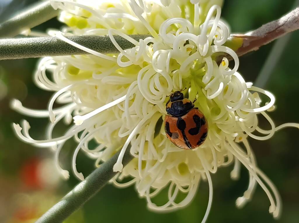 Transverse Ladybird (Coccinella transversalis) on a Needlewood (Hakea leucoptera), Alice Springs NT