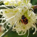 Transverse Ladybird (Coccinella transversalis) on a Needlewood (Hakea leucoptera), Alice Springs NT
