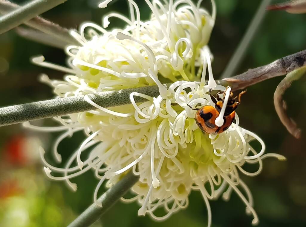 Transverse Ladybird (Coccinella transversalis) on a Needlewood (Hakea leucoptera), Alice Springs NT