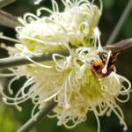 Transverse Ladybird (Coccinella transversalis) on a Needlewood (Hakea leucoptera), Alice Springs NT