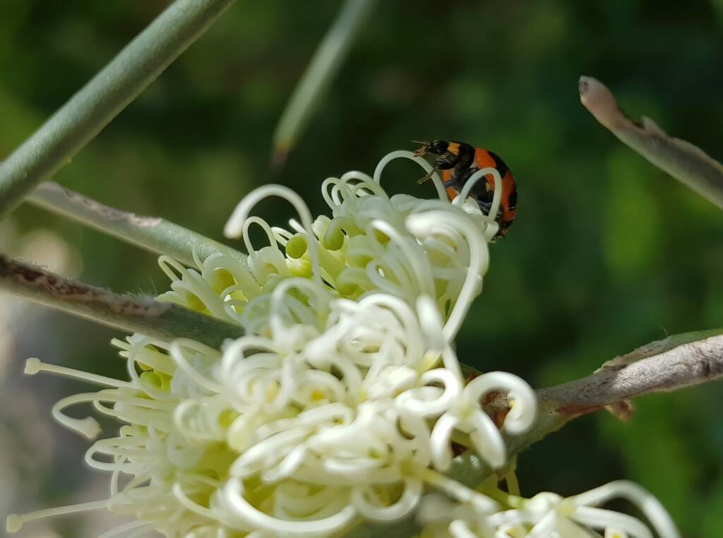 Transverse Ladybird (Coccinella transversalis) on a Needlewood (Hakea leucoptera), Alice Springs NT