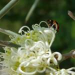 Transverse Ladybird (Coccinella transversalis) on a Needlewood (Hakea leucoptera), Alice Springs NT