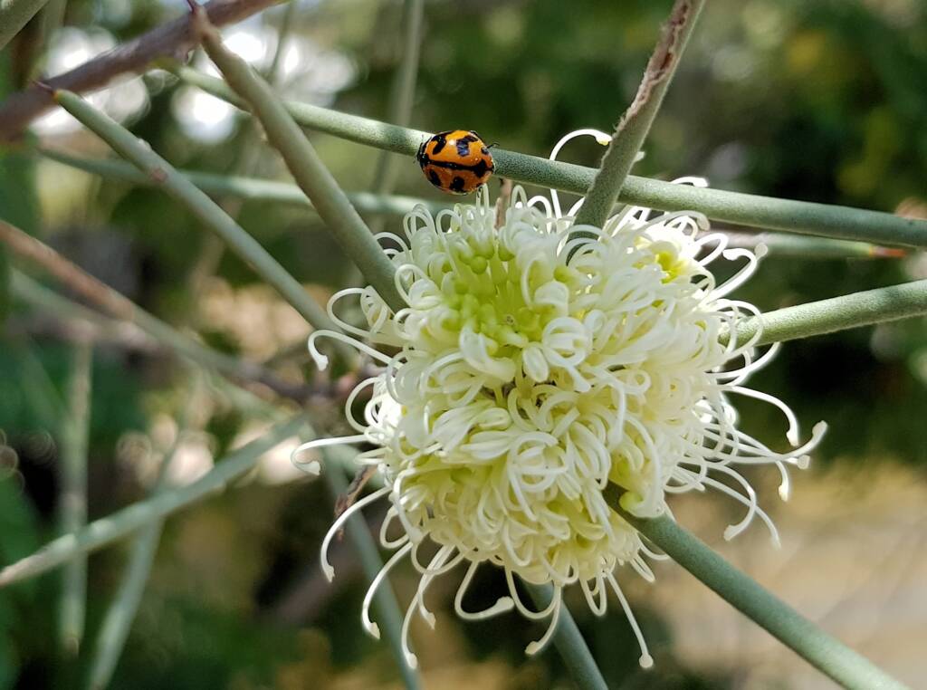 Transverse Ladybird (Coccinella transversalis) on a Needlewood (Hakea leucoptera), Alice Springs NT