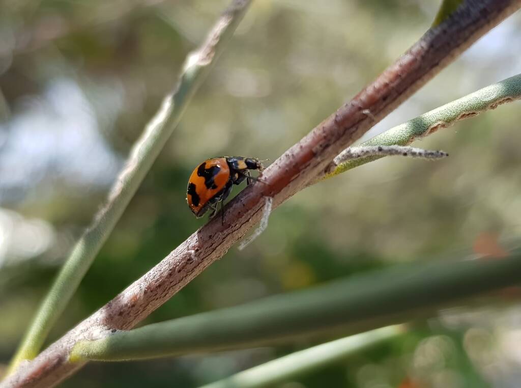 Transverse Ladybird (Coccinella transversalis) on a Needlewood (Hakea leucoptera), Alice Springs NT