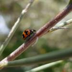 Transverse Ladybird (Coccinella transversalis) on a Needlewood (Hakea leucoptera), Alice Springs NT