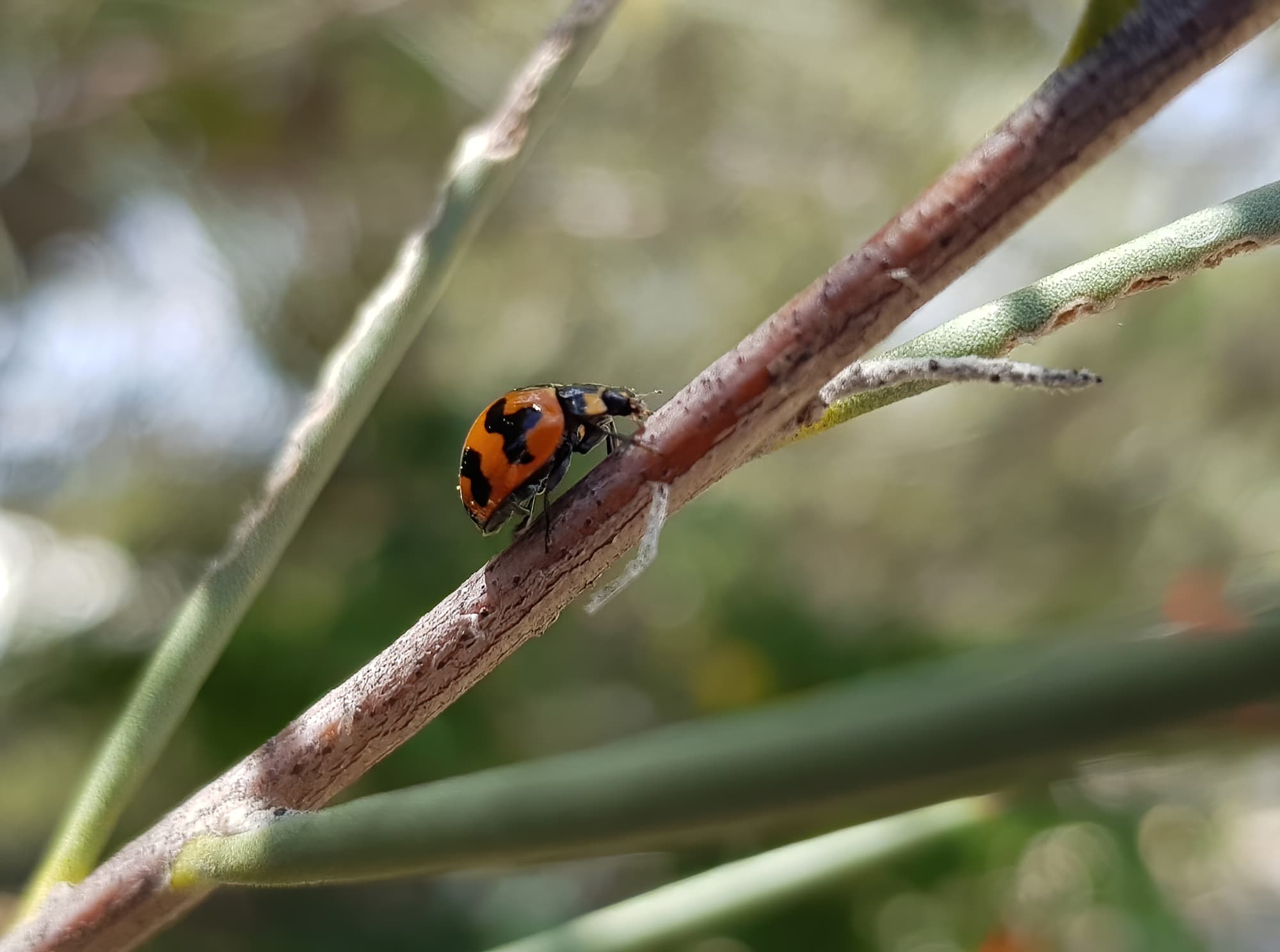 Transverse Ladybird (Coccinella transversalis) on a Needlewood (Hakea leucoptera), Alice Springs NT