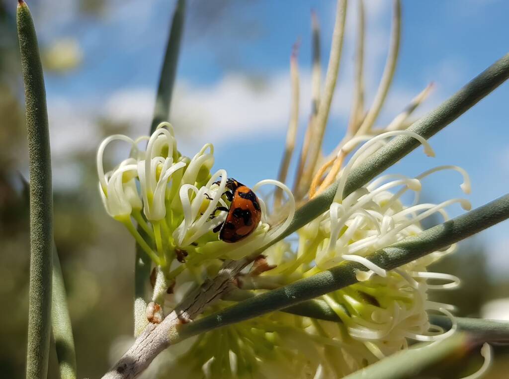 Transverse Ladybird (Coccinella transversalis) on a Needlewood (Hakea leucoptera), Alice Springs NT