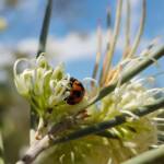 Transverse Ladybird (Coccinella transversalis) on a Needlewood (Hakea leucoptera), Alice Springs NT