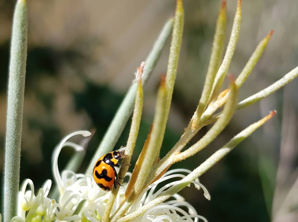Transverse Ladybird (Coccinella transversalis) on a Needlewood (Hakea leucoptera), Alice Springs NT