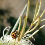 Transverse Ladybird (Coccinella transversalis) on a Needlewood (Hakea leucoptera), Alice Springs NT
