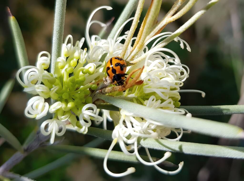 Transverse Ladybird (Coccinella transversalis) on a Needlewood (Hakea leucoptera), Alice Springs NT