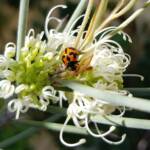 Transverse Ladybird (Coccinella transversalis) on a Needlewood (Hakea leucoptera), Alice Springs NT