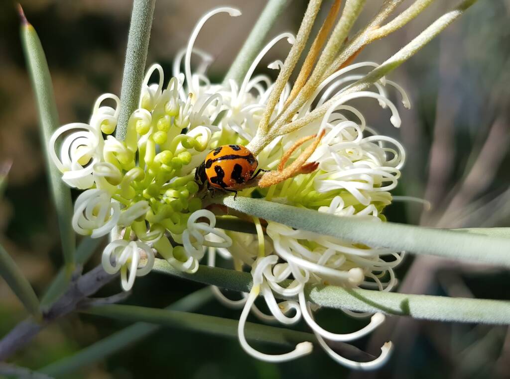 Transverse Ladybird (Coccinella transversalis) on a Needlewood (Hakea leucoptera), Alice Springs NT