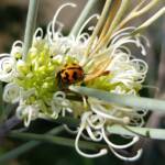 Transverse Ladybird (Coccinella transversalis) on a Needlewood (Hakea leucoptera), Alice Springs NT