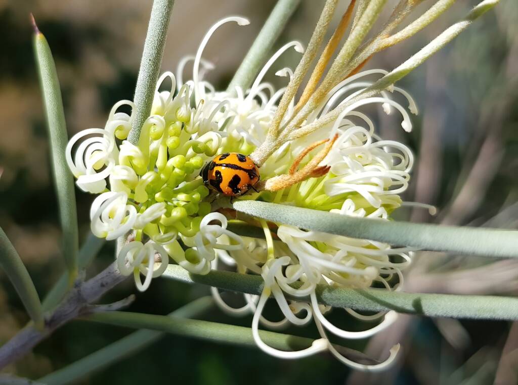Transverse Ladybird (Coccinella transversalis) on a Needlewood (Hakea leucoptera), Alice Springs NT