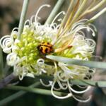 Transverse Ladybird (Coccinella transversalis) on a Needlewood (Hakea leucoptera), Alice Springs NT