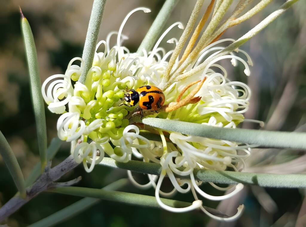 Transverse Ladybird (Coccinella transversalis) on a Needlewood (Hakea leucoptera), Alice Springs NT