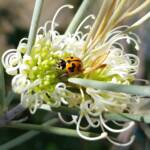 Transverse Ladybird (Coccinella transversalis) on a Needlewood (Hakea leucoptera), Alice Springs NT