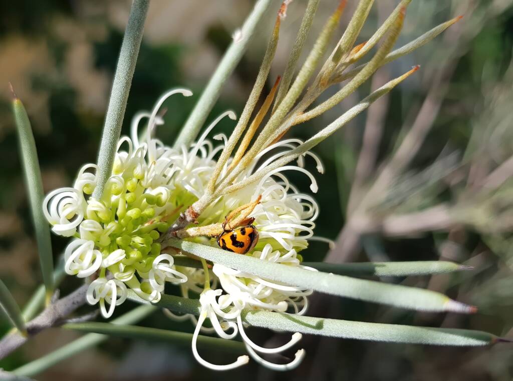 Transverse Ladybird (Coccinella transversalis) on a Needlewood (Hakea leucoptera), Alice Springs NT